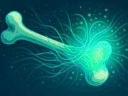 Night of the Living Graft: Are We Closer to Fully Regenerating Bone? Night of the Living Graft