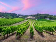 AOFAS Winter Meeting 2026: Innovation in Foot and Ankle Surgery Napa Vineyard